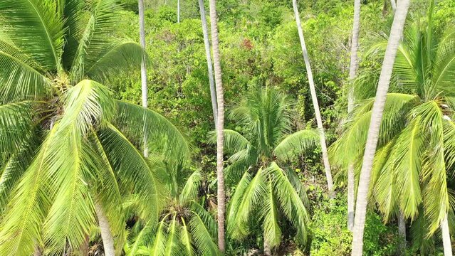 Drone view of palm trees on a tropical beach