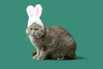 Cute Scottish Fold cat in bunny ears on green background
