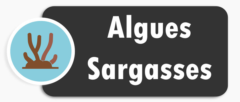 Algues Sargasses