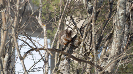 Squirrel on tree