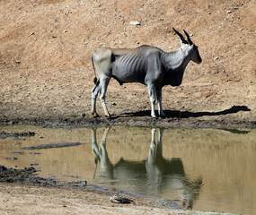 Common Eland at a waterhole, Namibia
