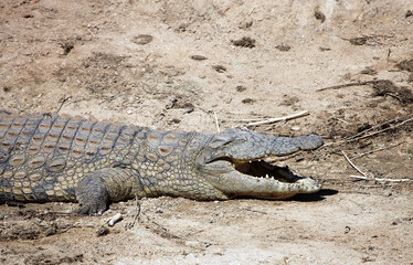 Crocodile with mouth open, Namibia
