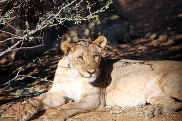 Lioness resting in the evening sun, Namibia
