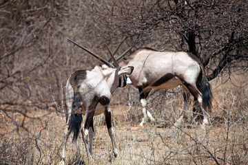 Obraz na płótnie Canvas Two male Oryx, Etosha National Park, Namibia 