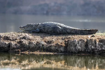 Tuinposter Closeup of a Nile crocodile on a stone © Sugha Bapodra/Wirestock Creators