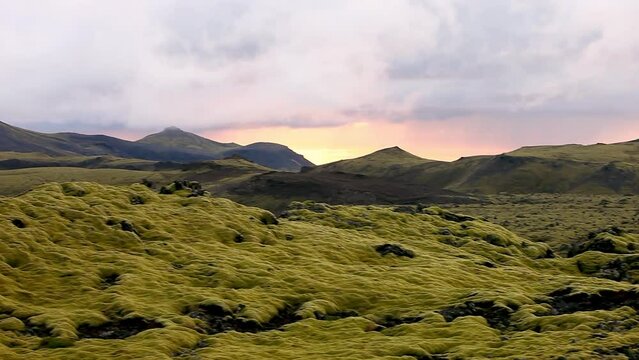 Surreal landscape with wooly moss of Iceland. The green gray moss is a predominant part of the wild vegetation that thrives on the young lava fields in southern parts of Iceland.