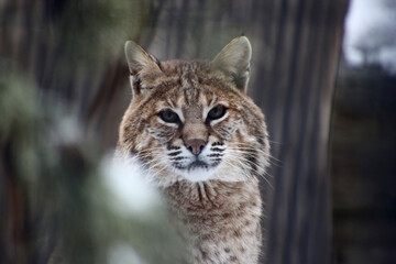 close up portrait of red lynx