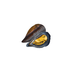 Mussels are delicious marine clams in shell sketch vector illustration isolated.