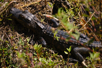 Baby Alligator im Lakes Park (Fort Myers, Florida, USA)