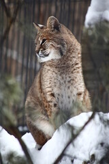 close up portrait of red lynx