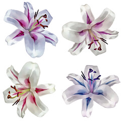 Flowers. Lily. Isolated. Stylization: watercolor.