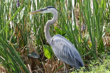 great blue heron