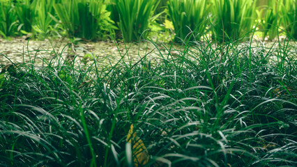 green grass background