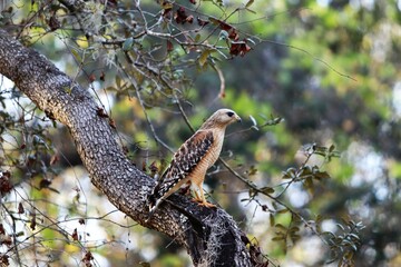 red billed hornbill
