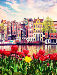 Amazing  landscape with tulips and houses in Amsterdam, Holland. amazing places. popular tourist atraction.