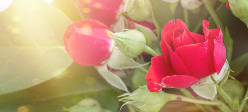 macro photo of red rose under sun light