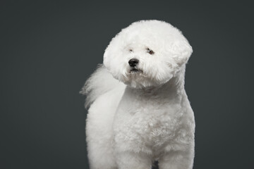 Bichon frise on gray background