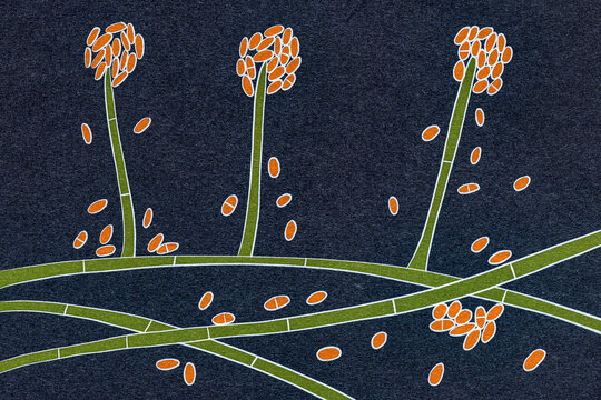 Mold Fungi Acremonium, Illustration