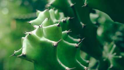 close up of cactus
