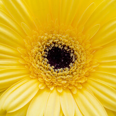 close-up of yellow gerbera flower