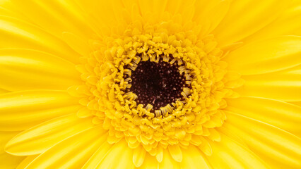 close-up of yellow gerbera flower