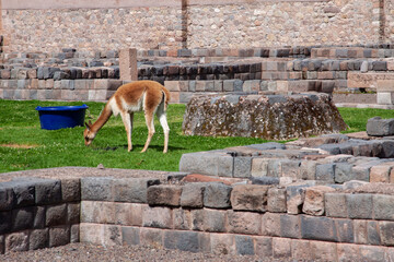 Llama standing on the grass between ruins of an Inca archaeological site in Cusco, Peru