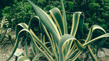 plants in the garden