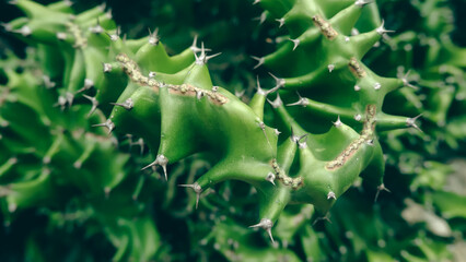 close up of cactus