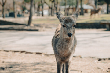 Deer at Nara park in Nara, Japan