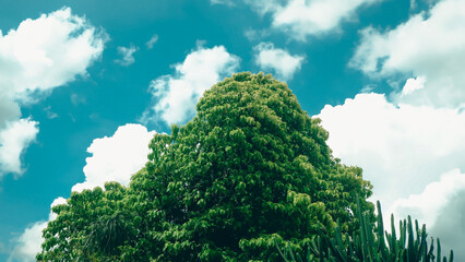 green trees and blue sky