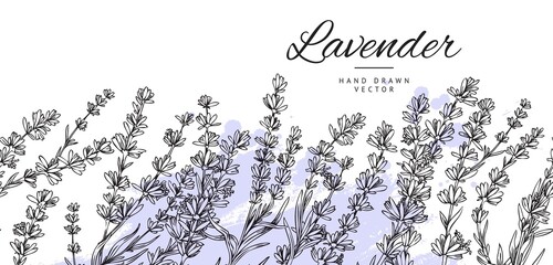 Lavender seamless background or repeatable border vector illustration isolated.