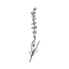 Elegant lavender flower in hand drawn outline sketch style - vector illustration isolated on white background.