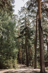 Green pine forest in summer. Natural background. Beautiful landscape.