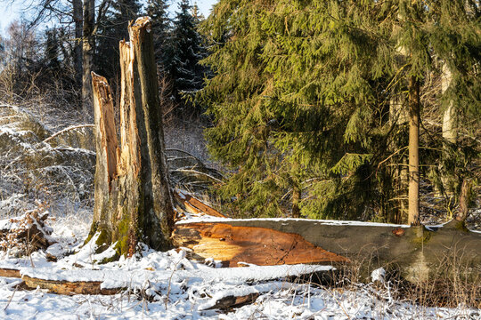 Winterimpressionen aus dem Harz Winbruch