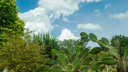 grass and blue sky