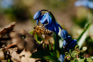 Pszczoła zapylająca niebieskie kwiaty - obrazy, fototapety, plakaty