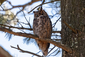 The great horned owl (Bubo virginianus) also known as the tiger owl is native bird to the Americas