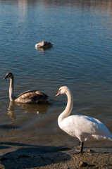 white swan paws on the ice reflecting