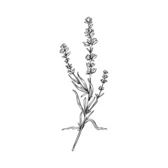 Hand drawn outline lavender flower bunch in sketch style, vector illustration isolated on white background.