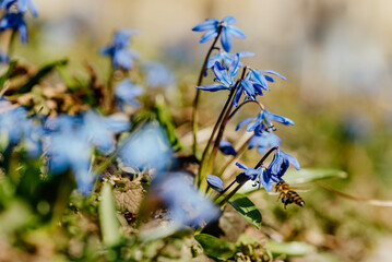 Pszczoła zapylająca niebieskie kwiaty