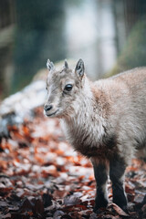Vertical shallow focus shot of a baby goral standing on orange leaves - obrazy, fototapety, plakaty