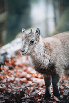 Vertical shallow focus shot of a baby goral standing on orange leaves