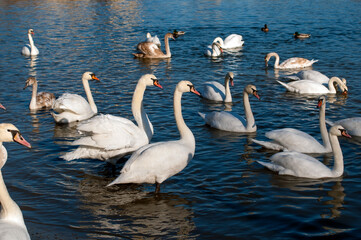 white swan paws on the ice reflecting