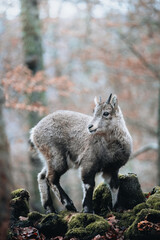 Vertical shallow focus shot of a baby goral in a forest