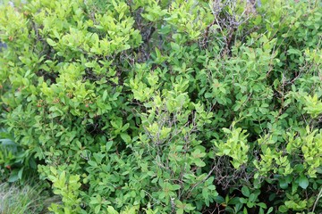 green moss background