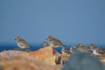Plover (Pluvialis squatarola) perched on rocks