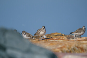 Plover (Pluvialis squatarola) perched on rocks