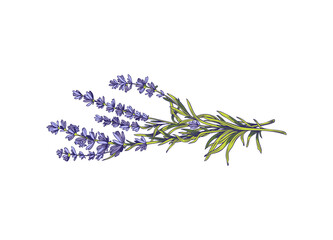 Flower bouquet of fresh provence lavender, colored vector illustration isolated.