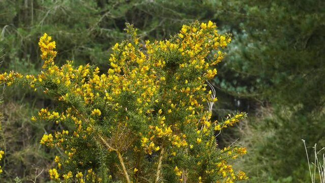 Yellow flower bush tree at the forest swaying in wind. Static wide shot