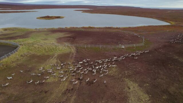 Aerial shot of a flock of raindeer in Northern Norway